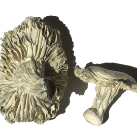 Buy Phobos Magic Mushrooms